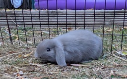 Mini Lop rabbits for sale: 3 stunning mini lops  - Image 2