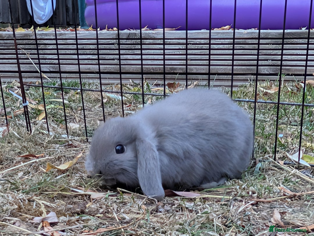 Mini Lop rabbits for sale: 3 stunning mini lops  - Image 2