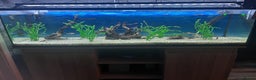 Tetras fish for sale: 180 litre fish tank  - Advert 4