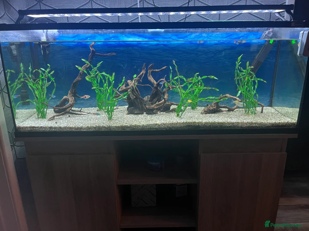 Tetras fish for sale: 180 litre fish tank  - Advert 4