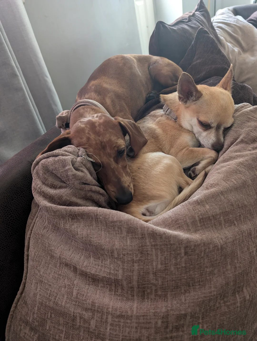 Chiweenie dogs for sale: 4 gorgeous chiweenie puppies ready in 5 weeks  - Advert 4