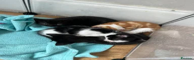 Mixed Breed 2