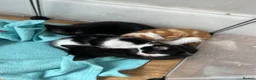 Mixed Breed cats for sale: Ready to leave  - Advert 7