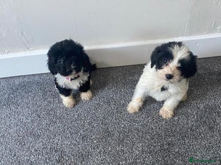 Sprocker dogs Beautiful sprocker puppies - Advert 2