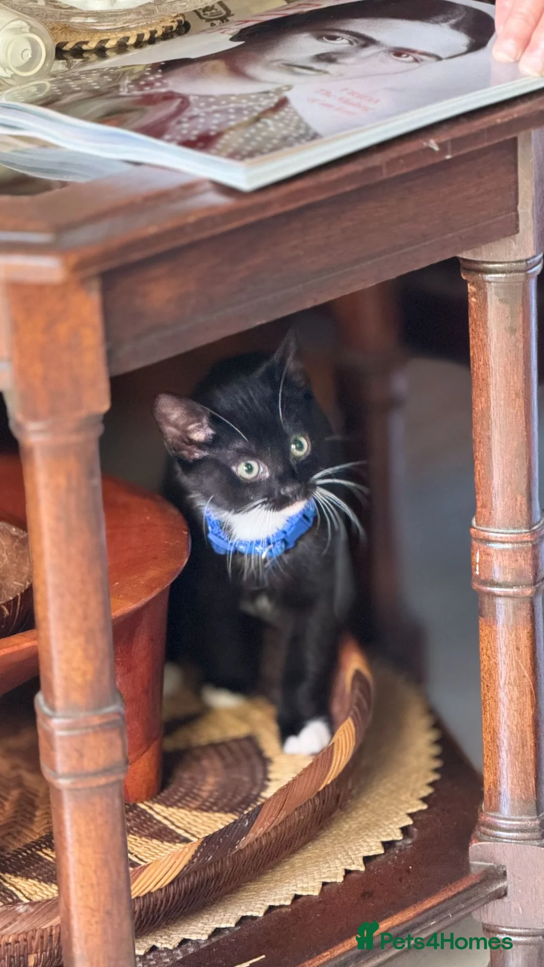 Mixed Breed cats for sale: 1 Male tuxedo kitten remaining - Advert 1