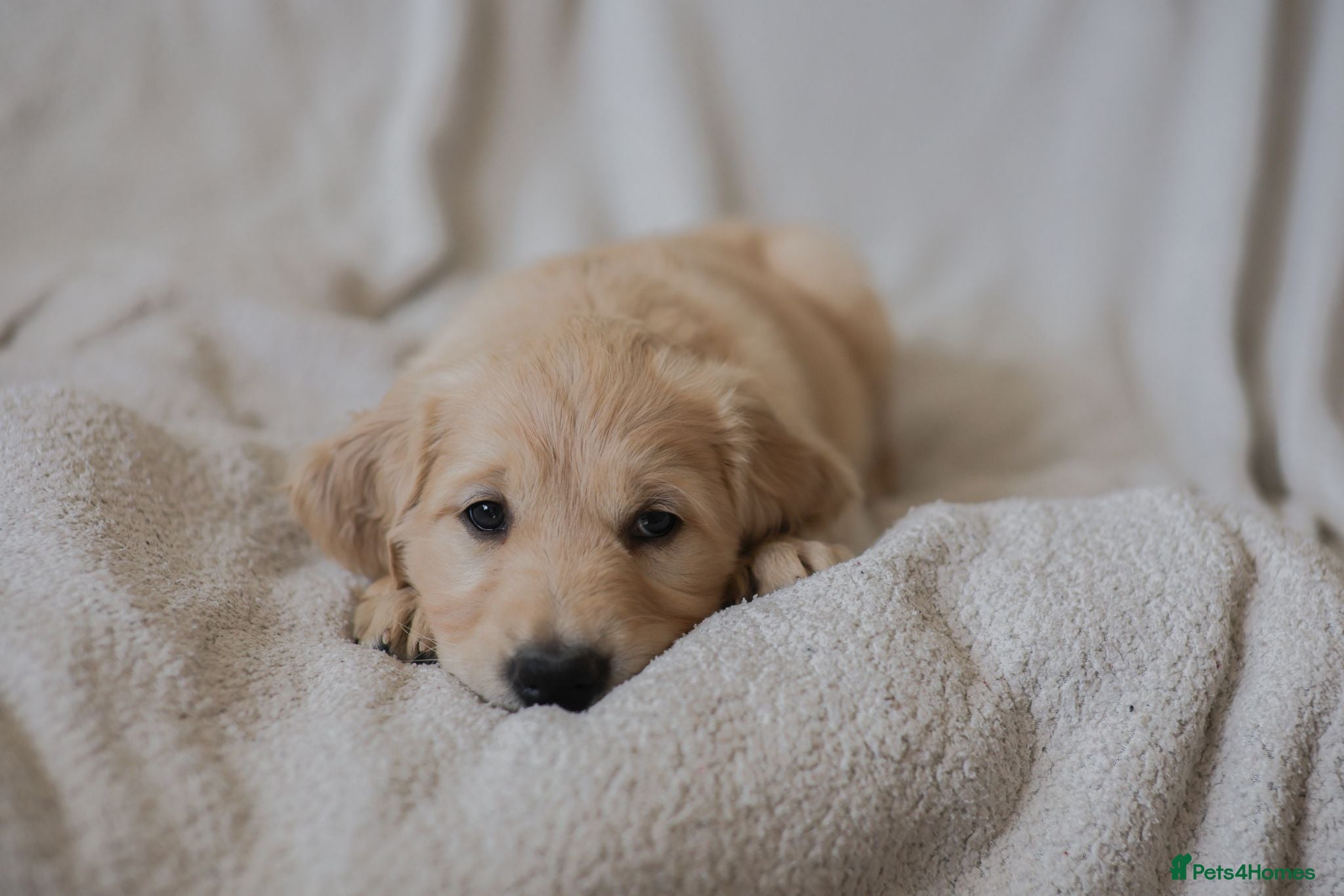 Goldador dogs Only 2 Golden Retriever / Golador Puppies left - Advert 17