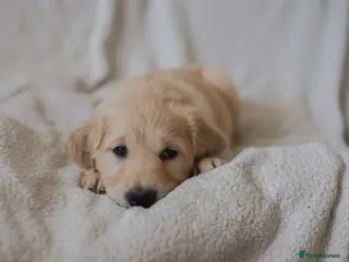 Goldador dogs Only 2 Golden Retriever / Golador Puppies left - Advert 17