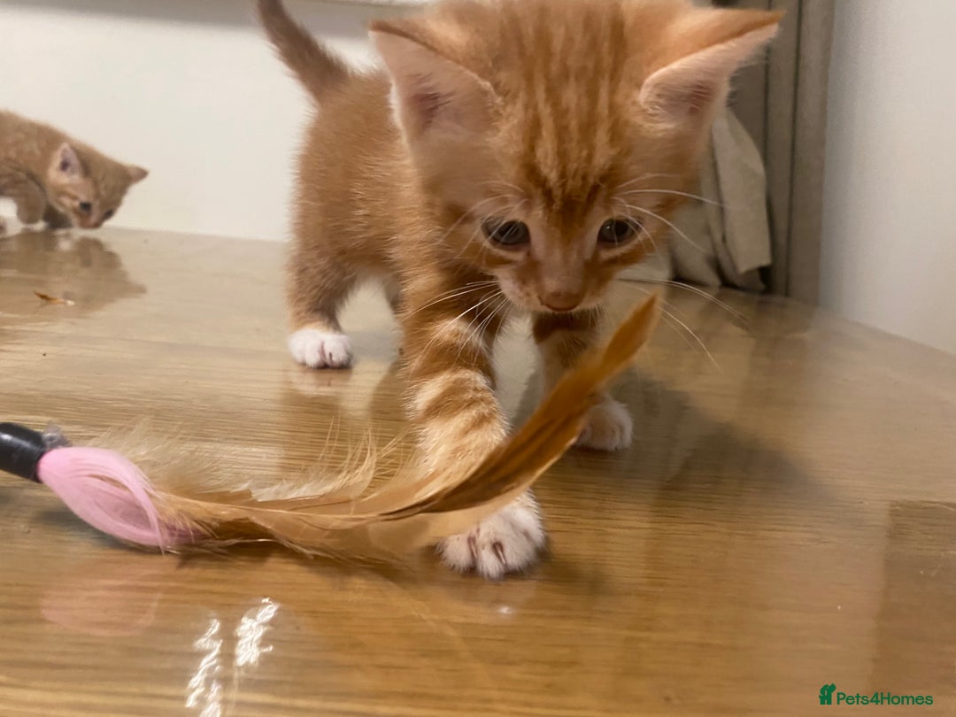 Mixed Breed cats for sale: Kittens for sale  - Image 9