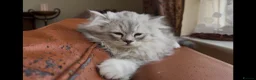 Munchkin cats for sale: Sweetest Personality Guaranteed-Fur Babies 🤗 - Advert 1
