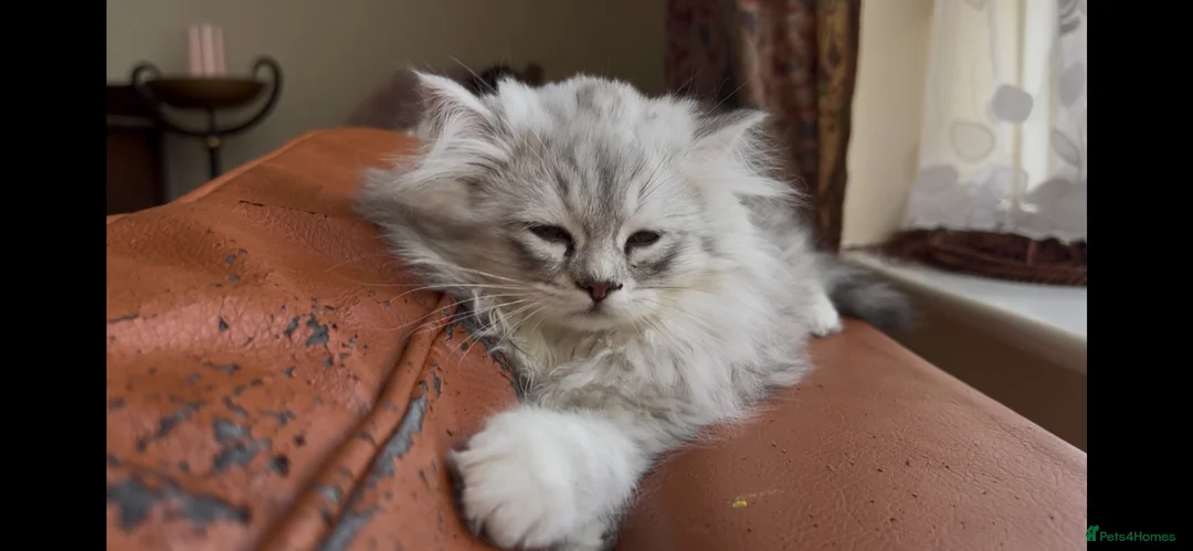 Munchkin cats for sale: Sweetest Personality Guaranteed-Fur Babies 🤗 - Advert 1