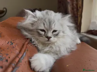 Munchkin cats for sale: Sweetest Personality Guaranteed-Fur Babies 🤗 - Advert 3