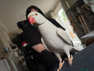 Ringnecks birds Albino Indian ringneck - Advert 5