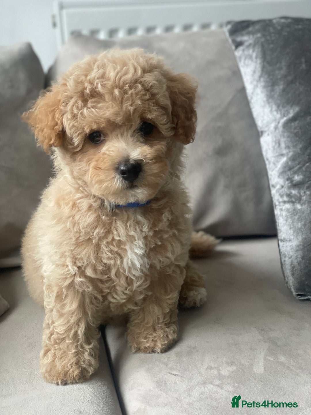 Poochon dogs for sale: Stunning litter - Image 21