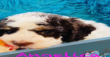 Cockapoo dogs - Advert 6