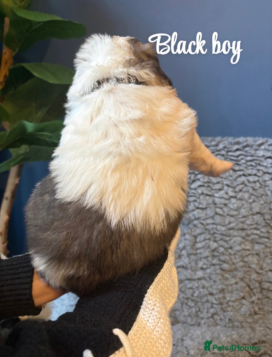 Saint Bernard dogs for sale: Litter of Saint Bernard puppies - Advert 11