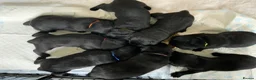 Labrador Retriever dogs for sale: Beautiful Black Labrador Puppies in Lochgelly - Advert 3