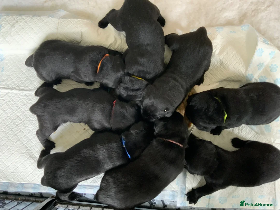 Labrador Retriever dogs for sale: Beautiful Black Labrador Puppies in Lochgelly - Advert 3