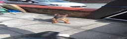 Belgian Shepherd Dog dogs for sale: Belgium malinois  in Saint Helens - Advert 6