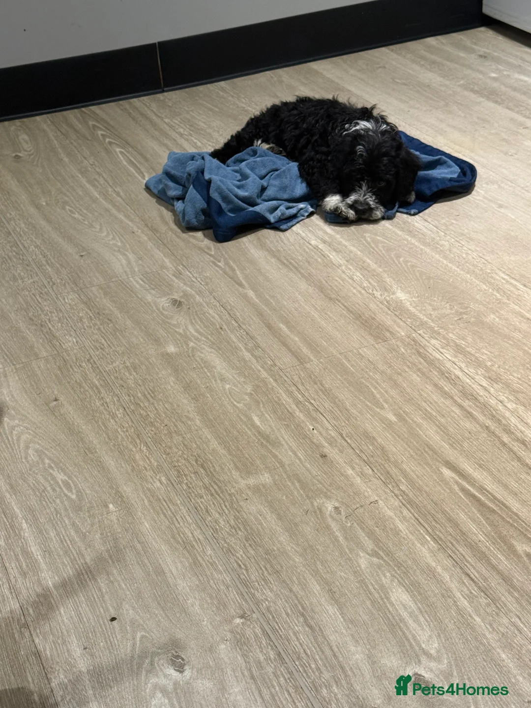 Cockapoo dogs for sale: Miniature f1 Cockapoos puppies - Advert 28