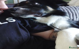Border Collie dogs for sale: Beautiful border Collie bailey - Image 9