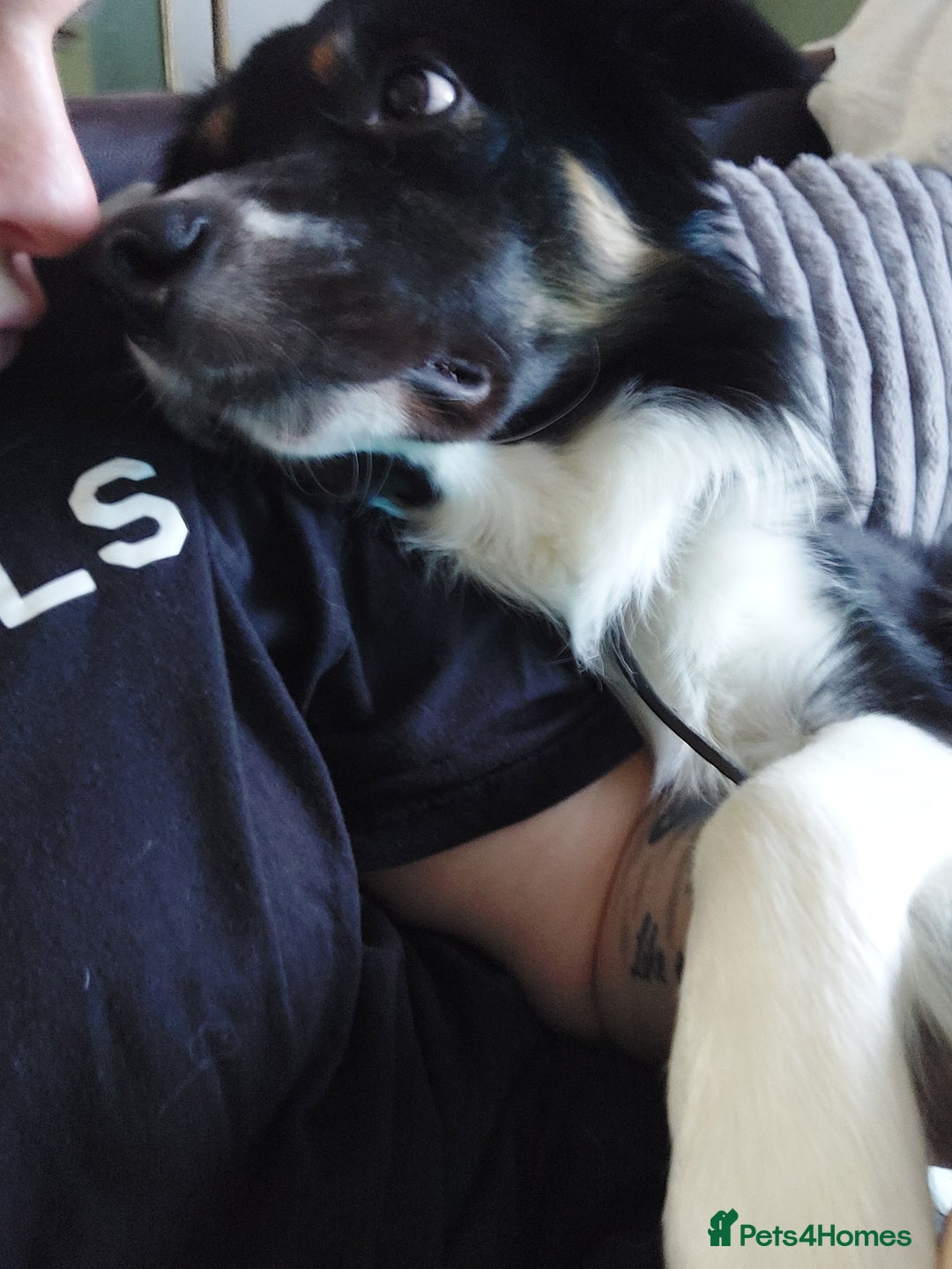 Border Collie dogs for sale: Beautiful border Collie bailey - Image 9