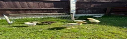 Camel livestock for sale: Runner ducks for sale - Advert 10