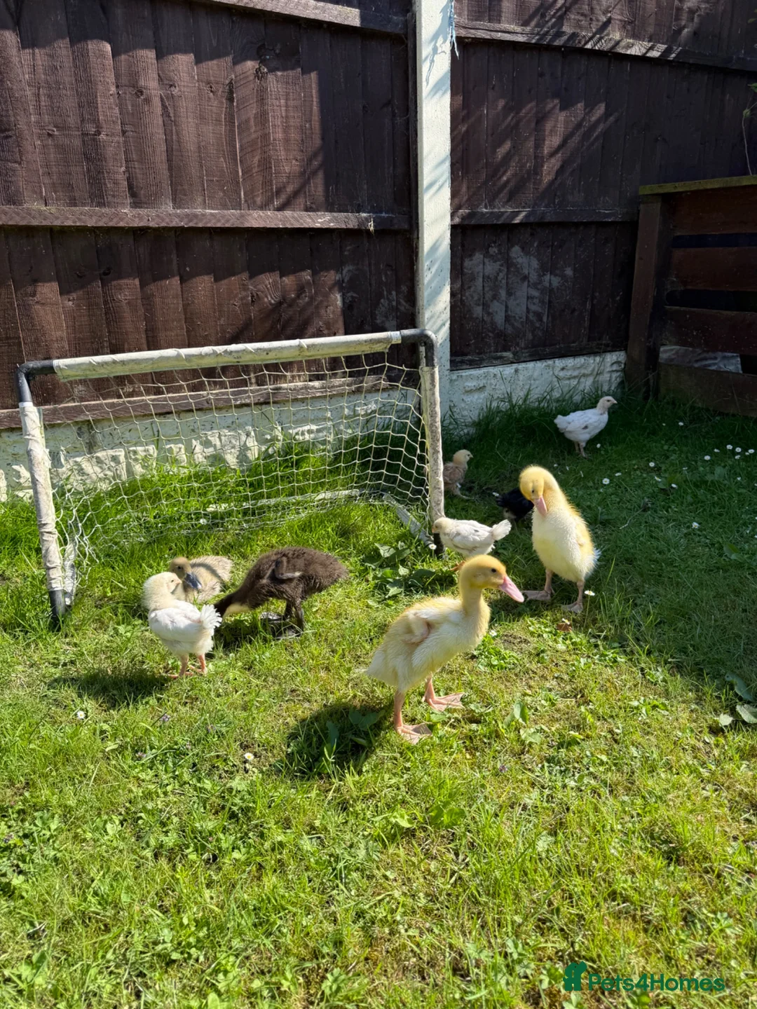 Camel livestock for sale: Runner ducks for sale - Advert 10