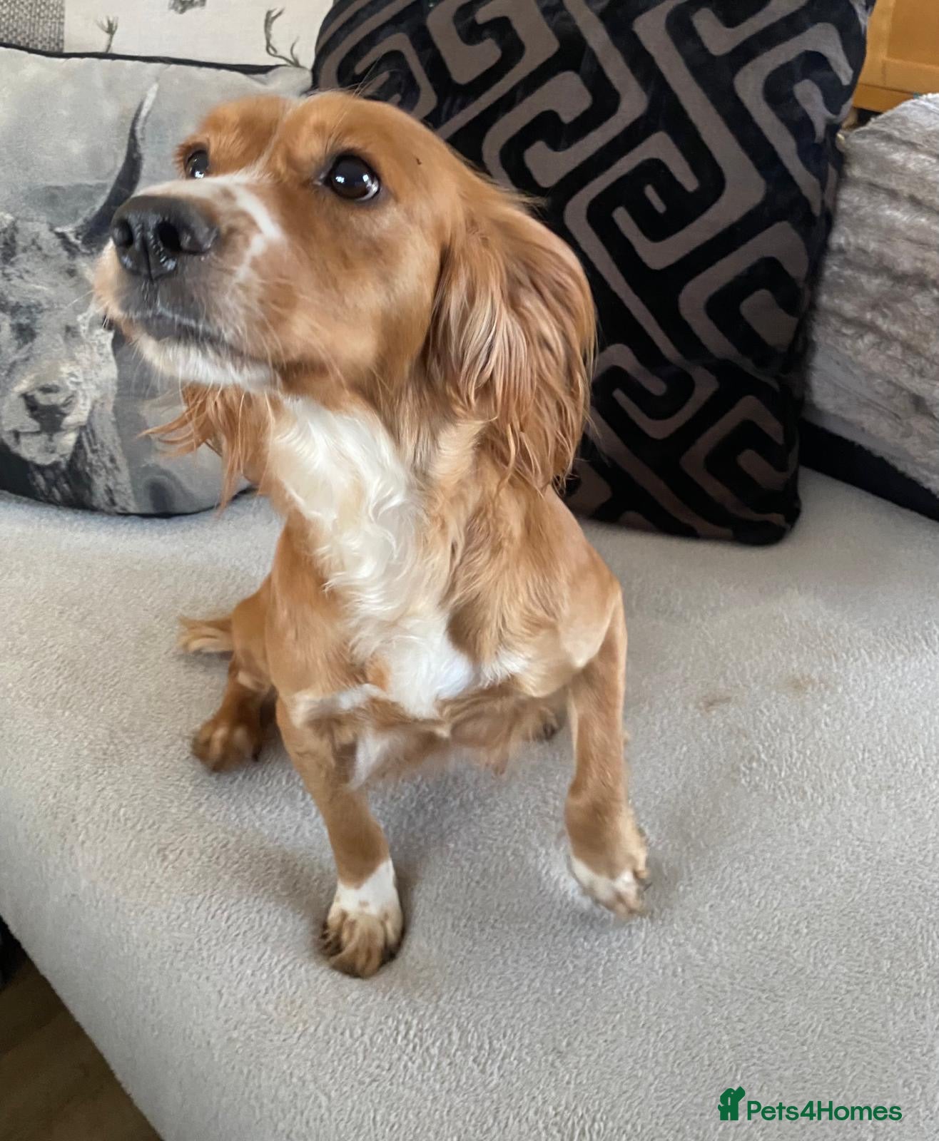 Cocker Spaniel dogs Stunning KC working cocker spaniels  - Advert 1