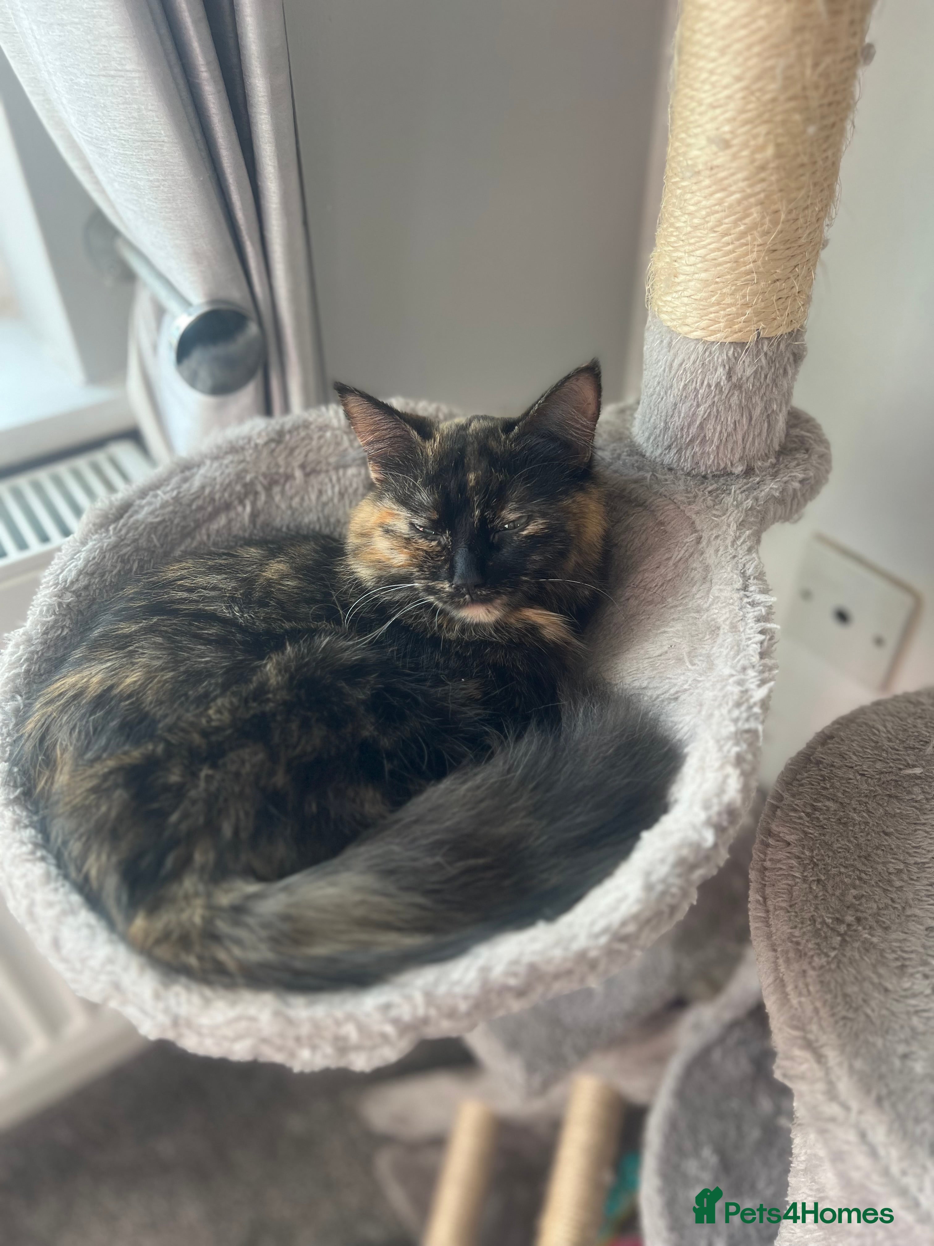 British Shorthair cats Gorgeous kittens  - Advert 1