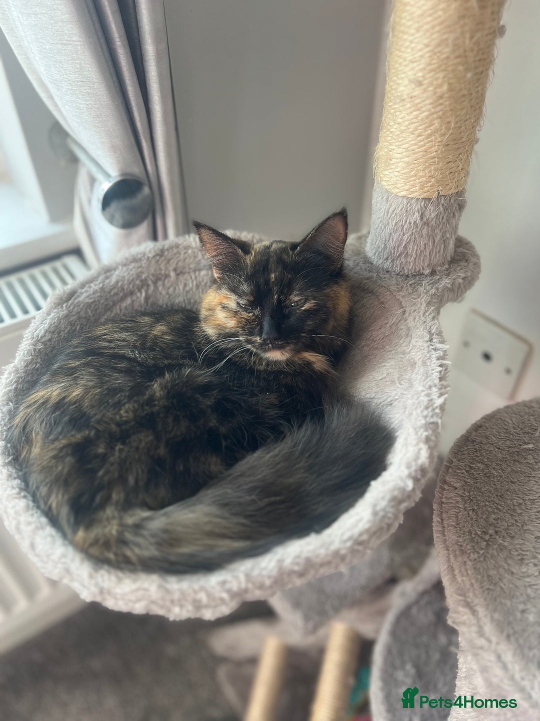 British Shorthair cats for sale: Gorgeous kittens  - Advert 1