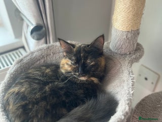 British Shorthair cats Gorgeous kittens - Advert 2