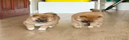 Japanese Shiba Inu dogs for sale: KC Reg - Multi Generational Shiba Inu Puppies - Advert 8