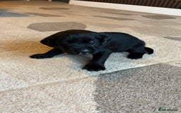 Labrador Retriever dogs for sale: KC Registered Labrador Puppies Ready 24th November - Image 14