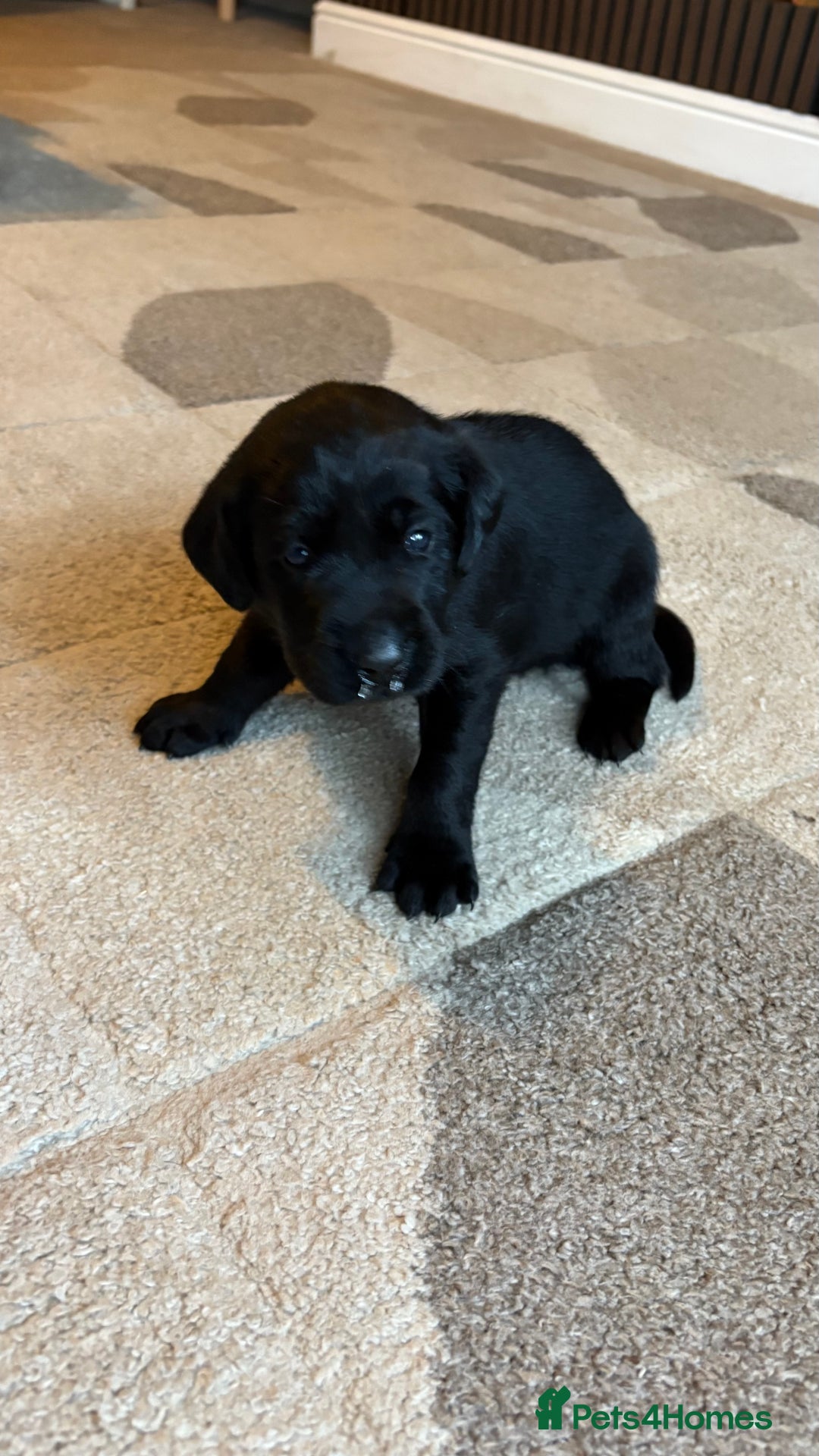 Labrador Retriever dogs for sale: KC Registered Labrador Puppies Ready 24th November - Image 14