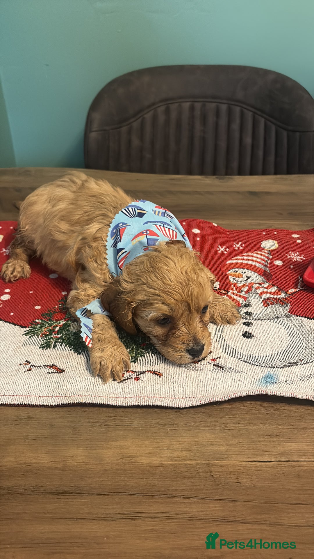 Cavapoo dogs for sale: Gorgeous Cavapoo puppies - Advert 8