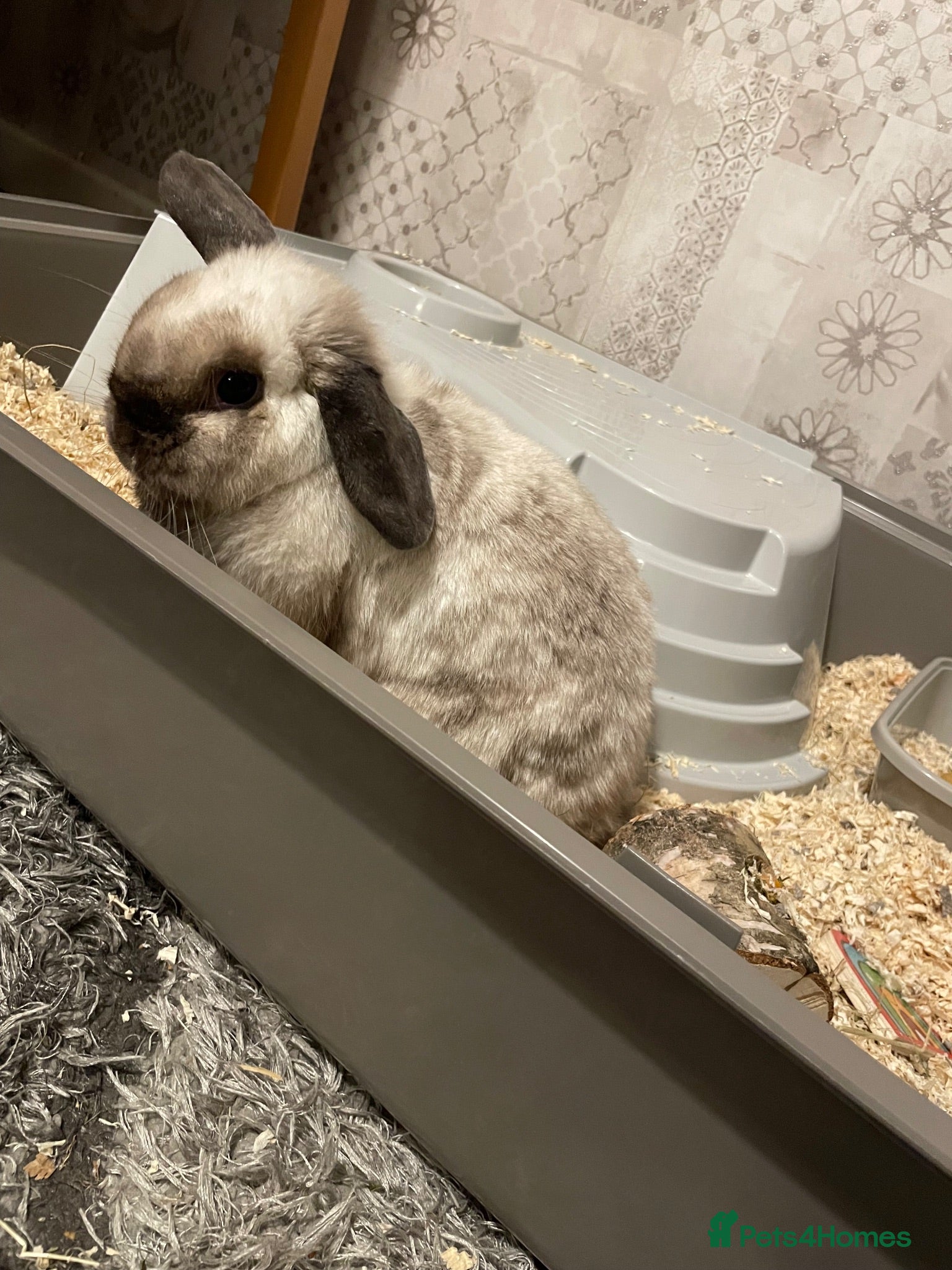 Mini Lop rabbits Mini lop for Sale - Advert 1