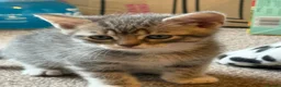 British Shorthair cats for sale: Silver Tipped British Short Hair Kittens in Bournemouth - Advert 7