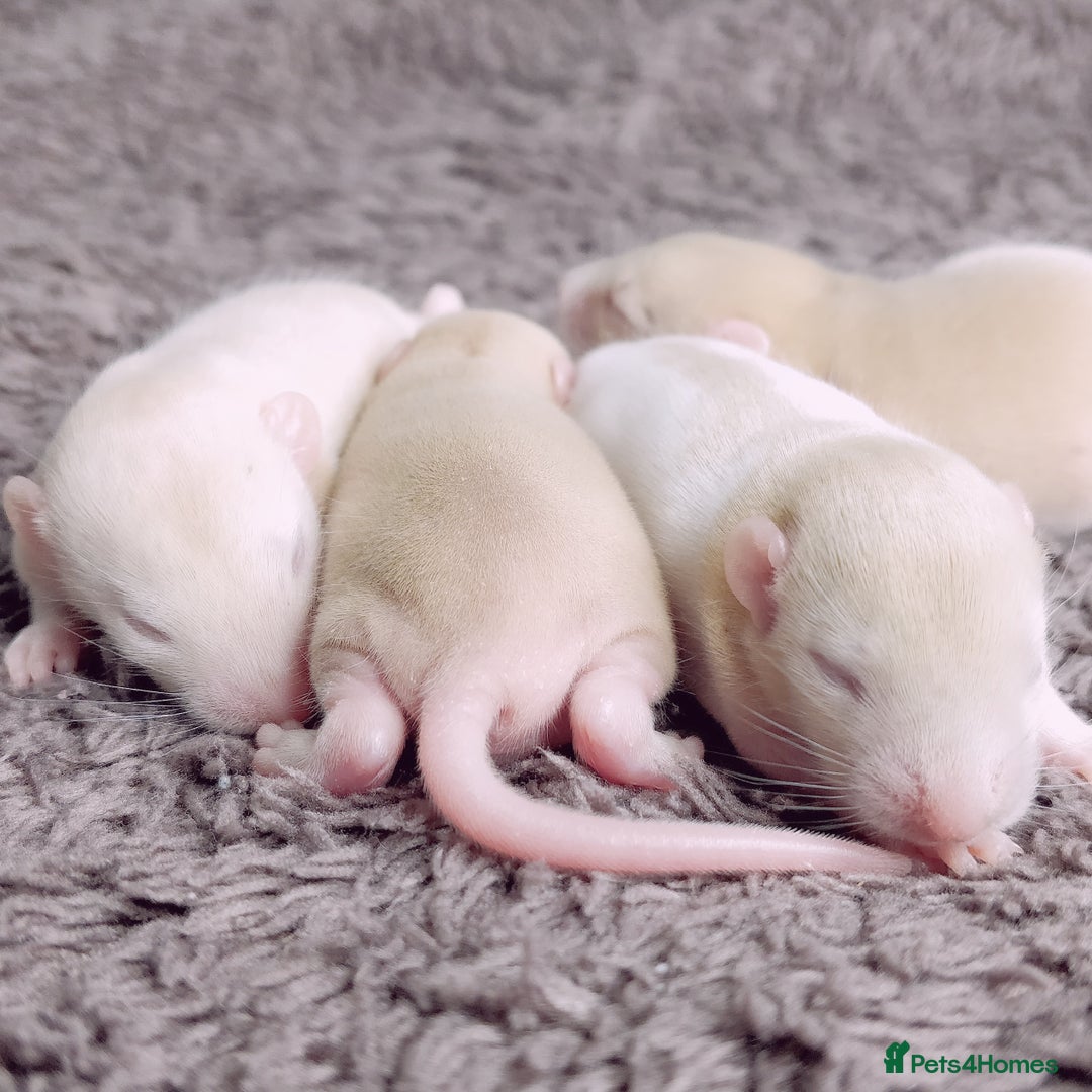 Rat rodents for sale: Lovely Fancy Rat Babies 🐀 - Advert 11