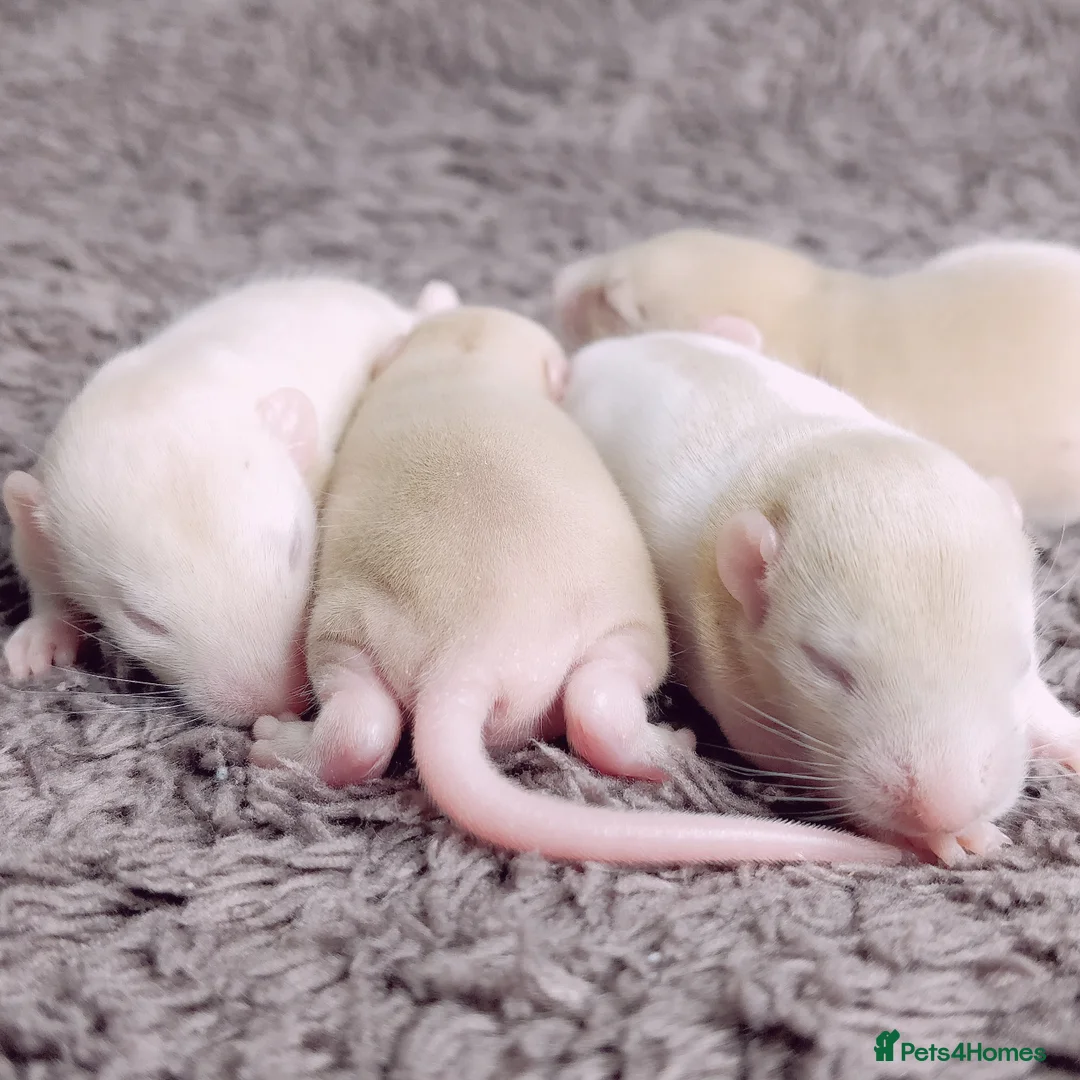 Rat rodents for sale: Lovely Fancy Rat Babies 🐀 - Advert 11