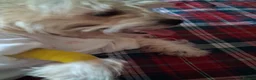 Mixed Breed dogs for sale: Puppies ready for forever homes  - Advert 10
