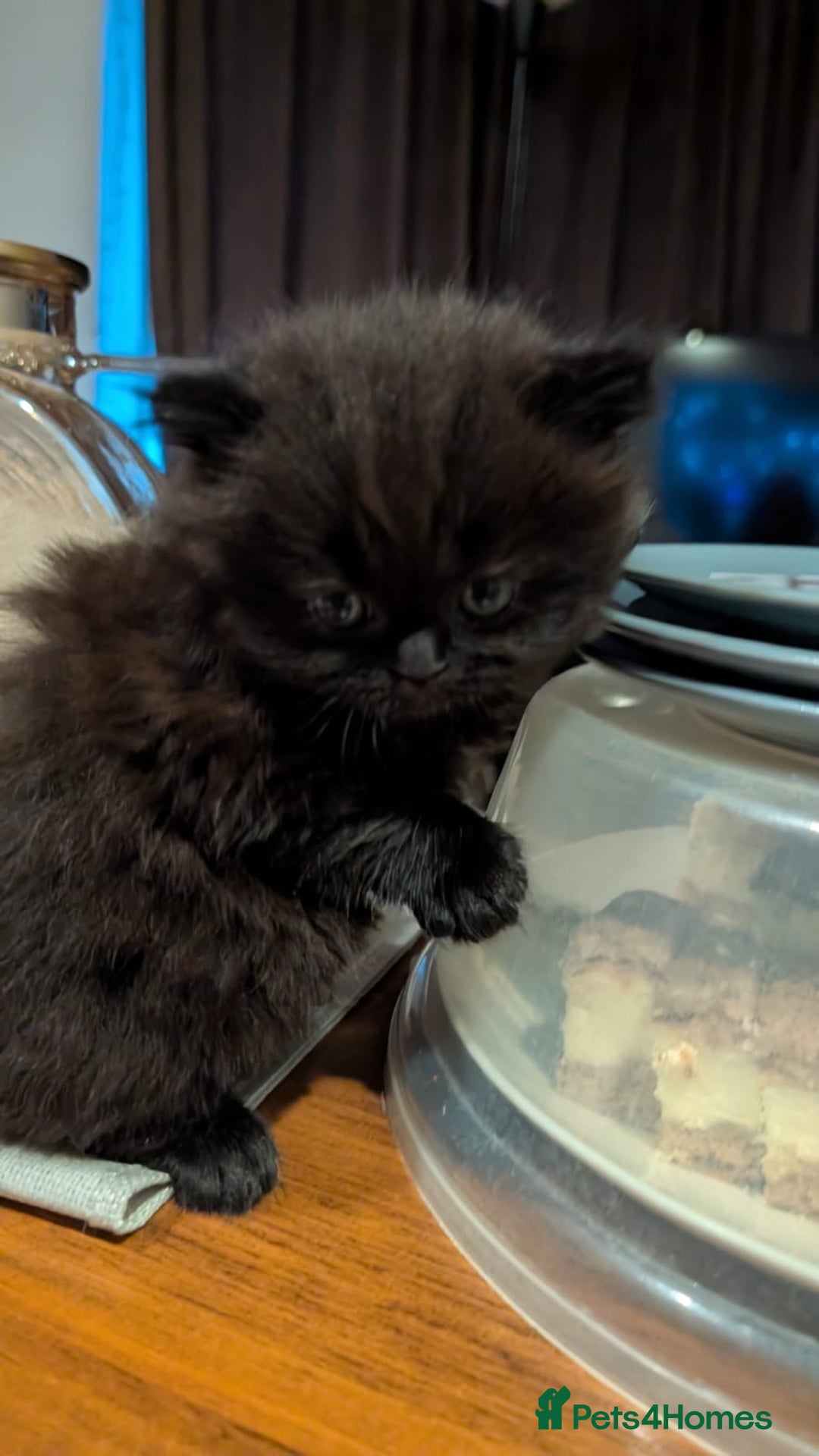 British Shorthair cats for sale: Multi-colour GCCF British Shorthair kittens  - Advert 31