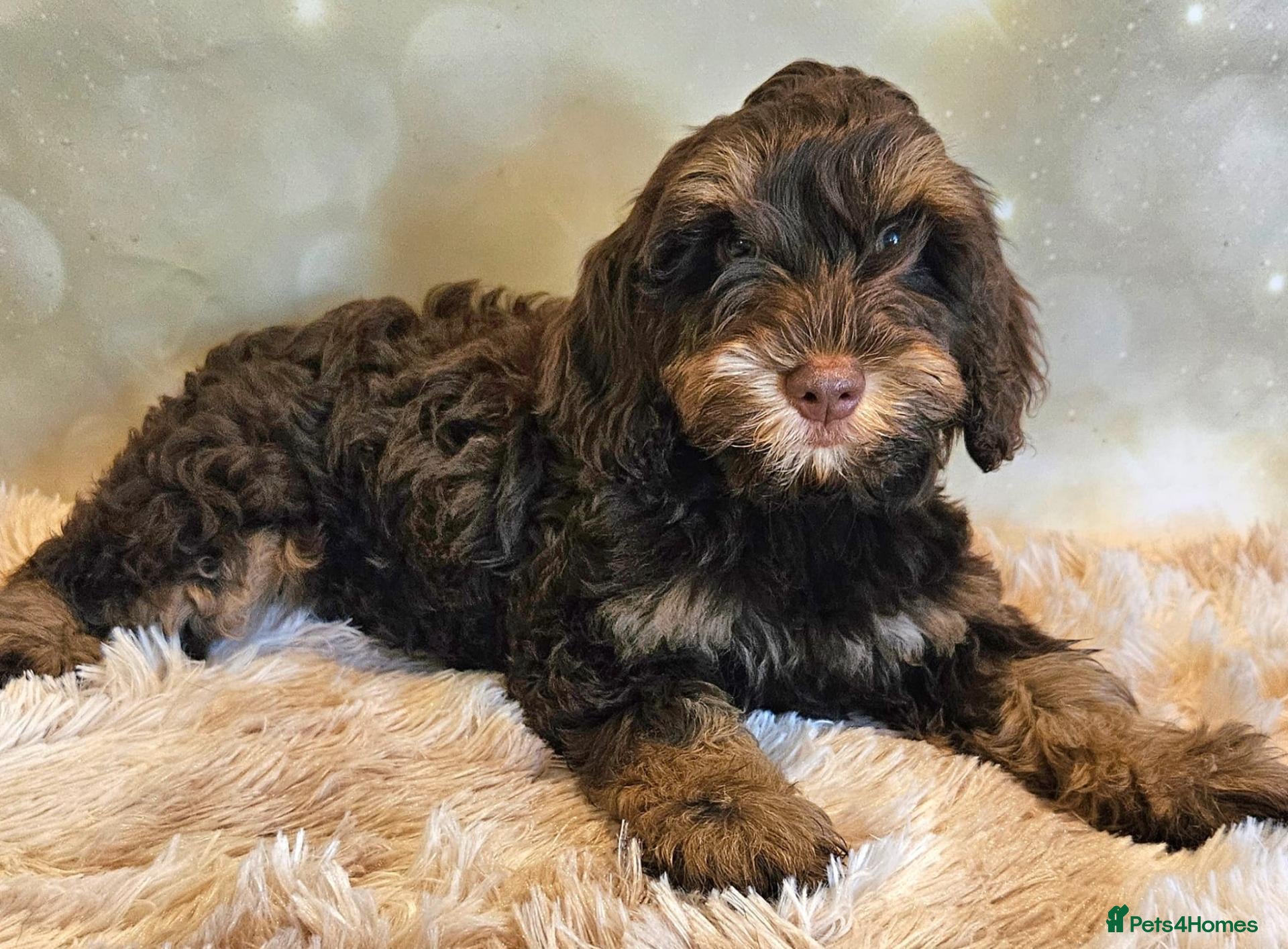 Cockapoo dogs LYNJONBORNS BEAUTIFUL COCKAP00 PUPPYS - Advert 2