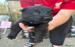 German Shepherd dogs for sale: German shepherd puppies  - Image 20