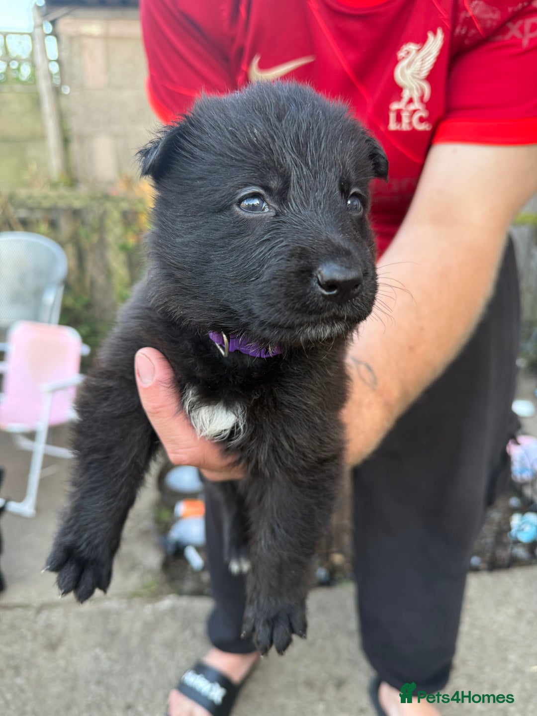 German Shepherd dogs for sale: German shepherd puppies  - Image 20
