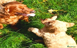 Cockapoo dogs for sale: Beautiful F1 red/golden cockapoo puppies - Image 16