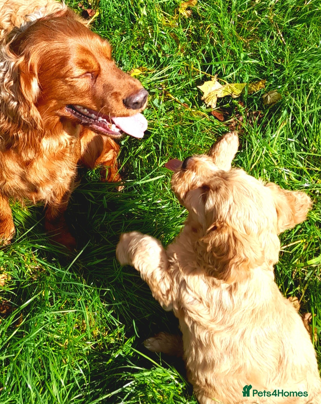 Cockapoo dogs for sale: Beautiful F1 red/golden cockapoo puppies - Image 16