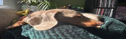 Miniature Dachshund dogs for sale: David needs a home - Advert 4
