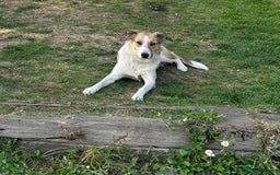 Border Collie dogs for sale: Young border collie - Image 2