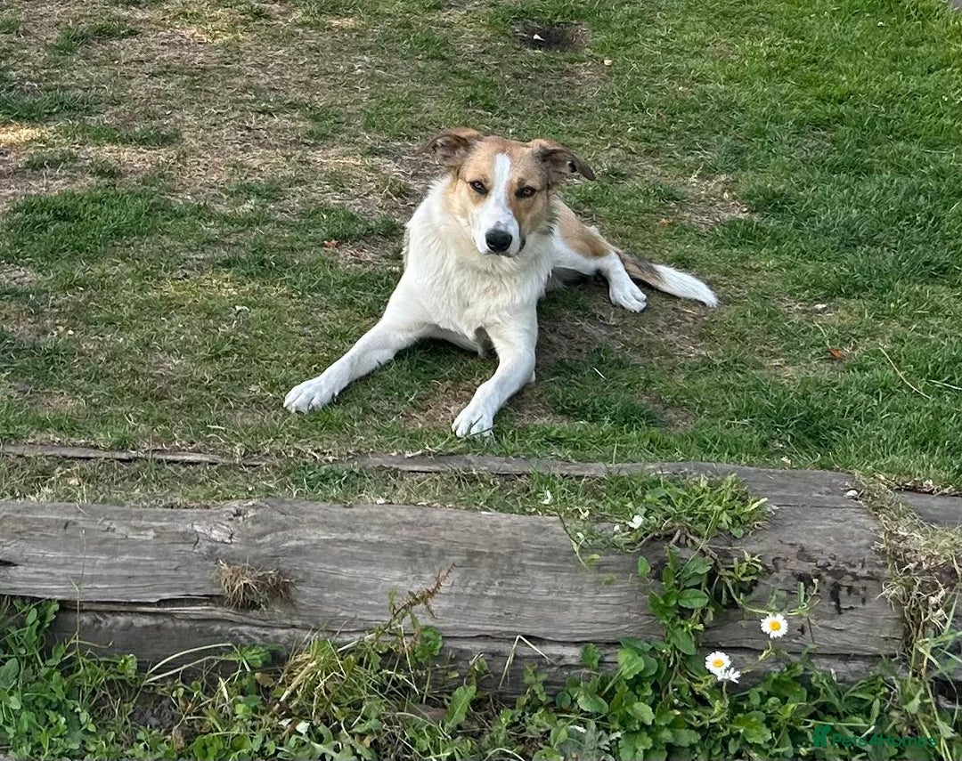 Border Collie dogs for sale: Young border collie - Image 2