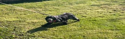 Cocker Spaniel dogs for sale: Adult Cocker Spaniel For Sale - Advert 4